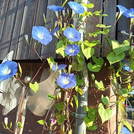 Ausblick Maisenbach, Talstrasse *